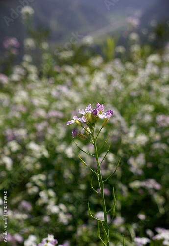 Close up photo of a purple radish flower branch in background of the flower field