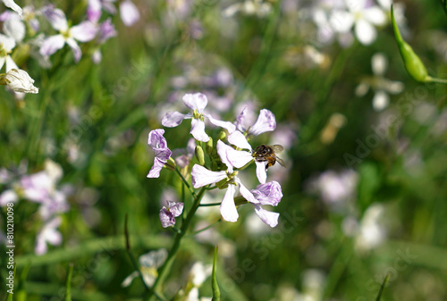 A bee is collecting pollen from lilac radish flowers