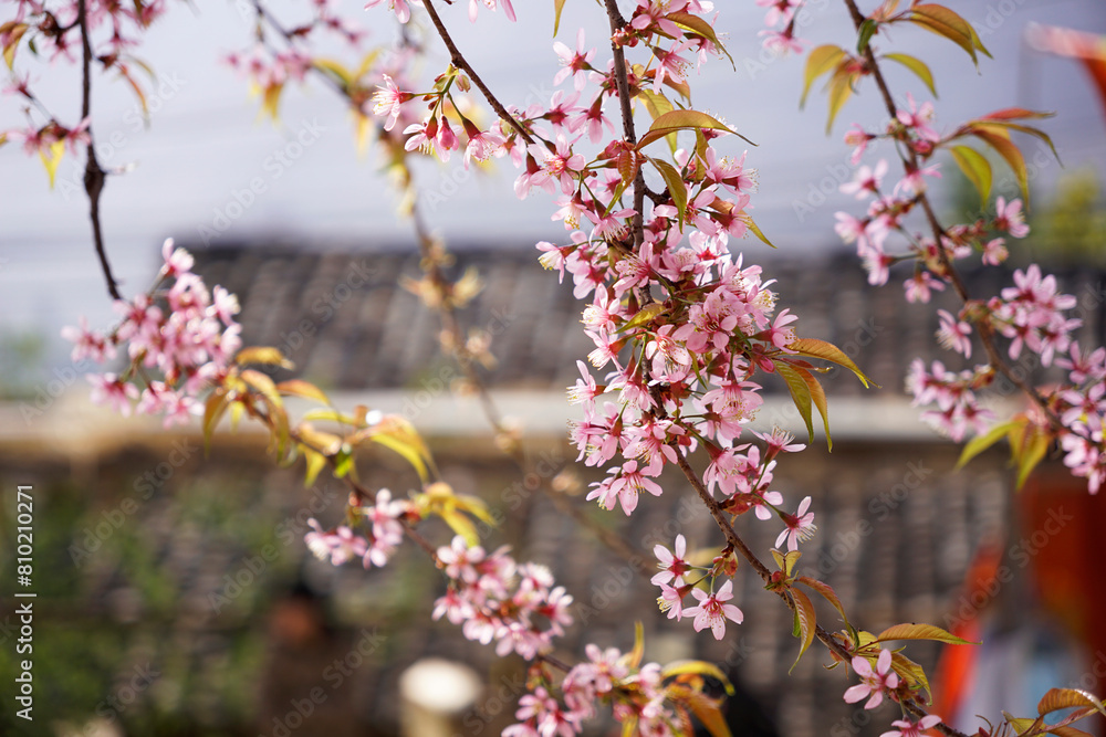 Fully bloom cherry blossom branches leaning toward the winds Fully bloom cherry blossom branches leaning toward the winds