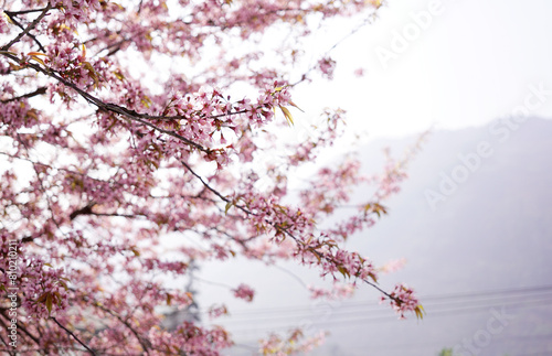 Fully bloom branches of sakura in background of mountain and sky