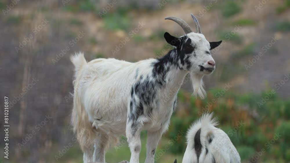 Two goats stand on rocks at the zoo. Two goats stand on rocks at the zoo.