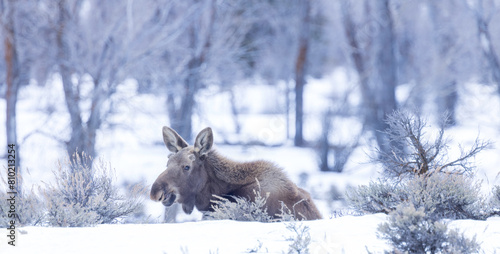 moose, Grand Teton National Park, Wyoming 