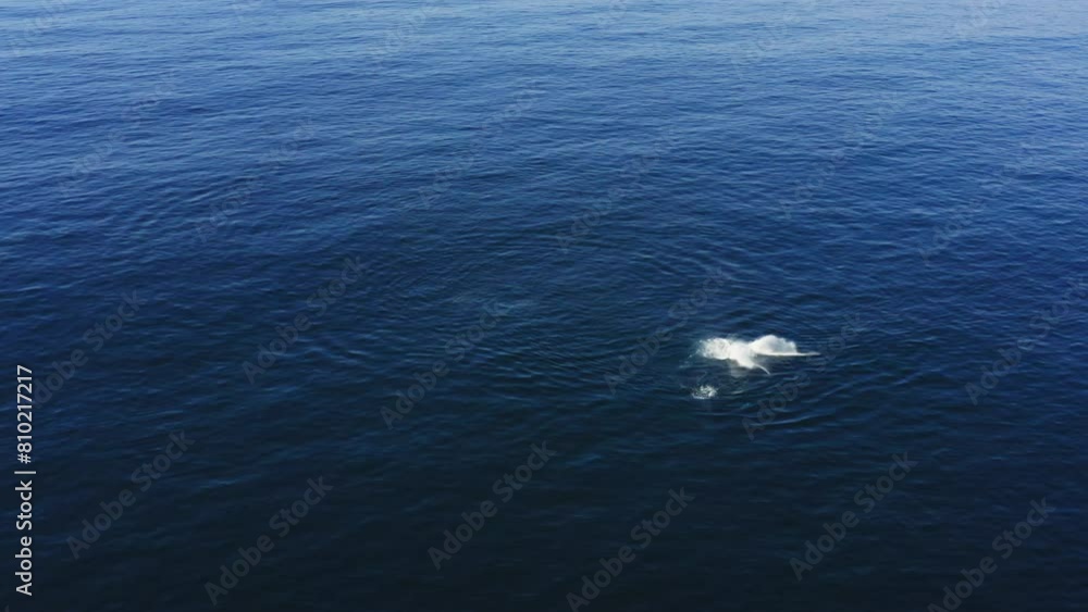 custom made wallpaper toronto digital4k Drone footage from above of majestic large humpback whales on dark blue ocean surface with the glare of sunlight. Impressive unique endangered mammal in nature. Magic wildlife on planet Earth