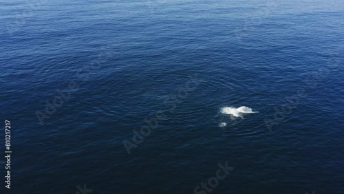 Wallpaper Mural 4k Drone footage from above of majestic large humpback whales on dark blue ocean surface with the glare of sunlight. Impressive unique endangered mammal in nature. Magic wildlife on planet Earth Torontodigital.ca