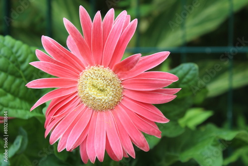 flor rosa com fundo verde desfocado