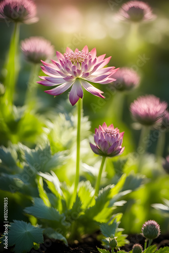 blooming pink climbing astrantia in the garden