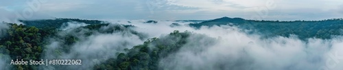 A captivating photograph of a jungle forest shrouded in mist. Ideal for illustrating the beauty and allure of tropical rainforests and exotic landscapes © *Lara*