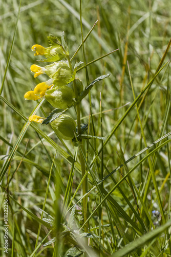 Klappertopf (Rhinanthus spec.) - blühende Pflanze im Habitus