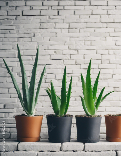 aloe vera flower in pots on white brick wall, copy space for text. 