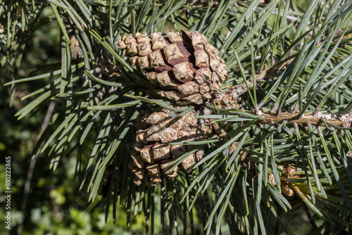 Wald-Kiefer, Wald-Föhre (Pinus sylvestris) -  Früchte