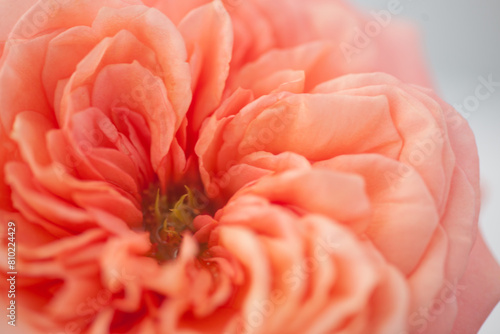 Rose flower pink macro close up