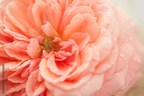 Rose flower pink macro close up