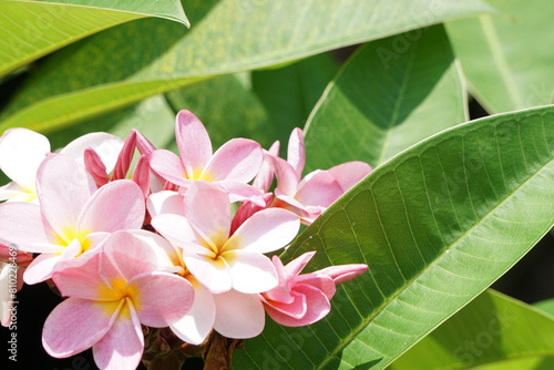 癒される花　プルメリア