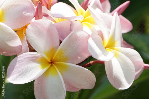 南国の花　プルメリア