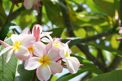 かわいい花　　プルメリア
