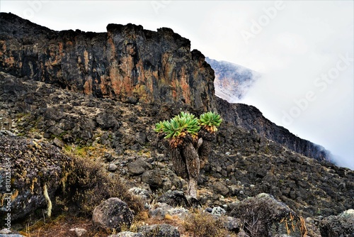 Dendrosenecio kilimanjari (family Asteraceae) observed on the slope of Mt. Kilimanjaro near Barranco Camp, Machame Route (Kilimanjaro National Park, Tanzania) photo