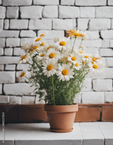 dasiy flowers in a pot on a white brick wall, copy space for a text
 photo