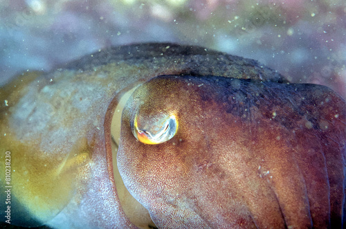 Underwater photo of a cuttlefish (Cephalopoda). Film shot scan (24×36 мм). Film: Fuji colour, ISO 200.