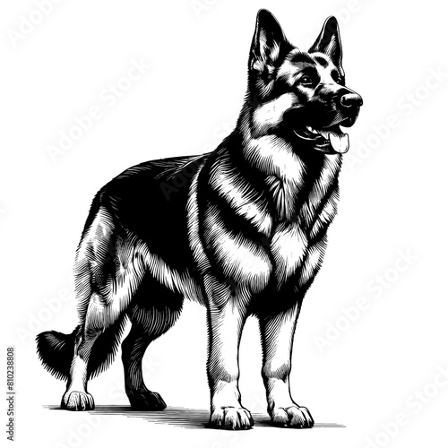 Cute German Shepherd in full-body, hand drawn sketch. Vector isolated on white background	