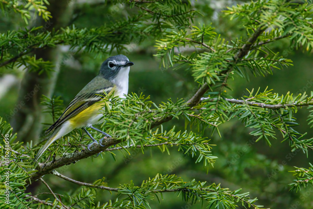 Obraz premium Blue Headed Vireo
