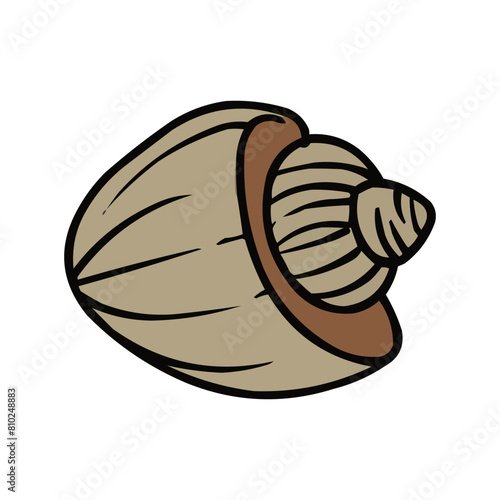 Clamshell Vector, Clamshell Summer Decoration, Seashell Summer Beach Vector Design