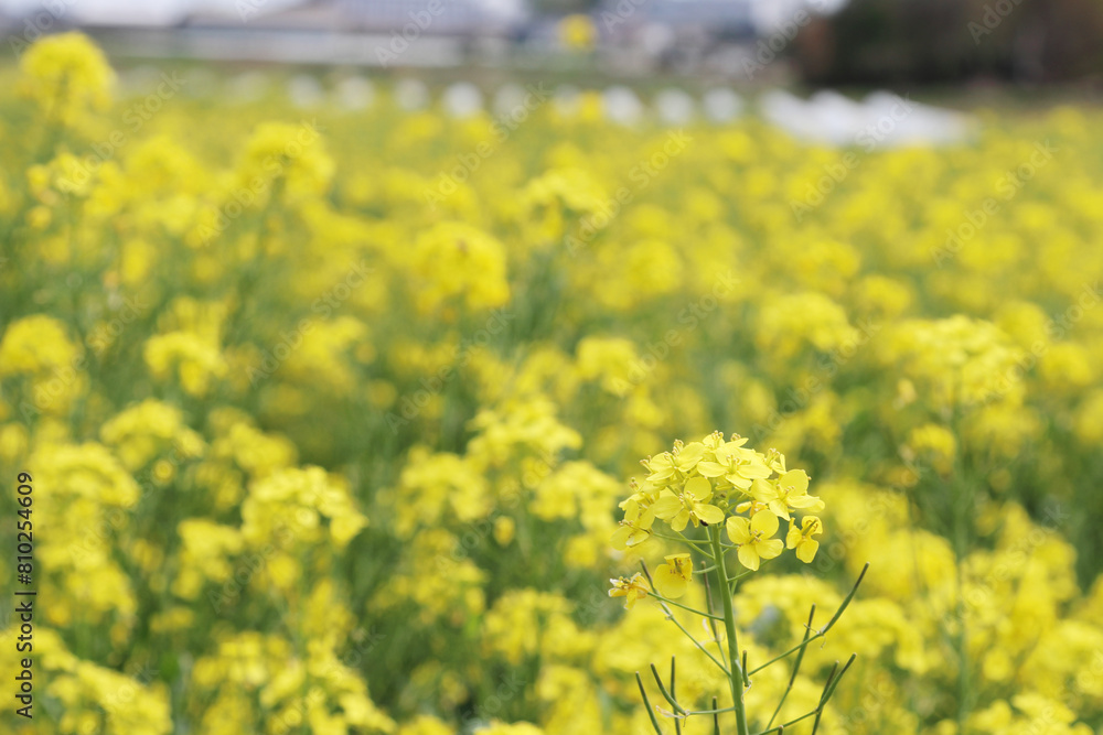 Obraz premium 春の風に揺る菜の花