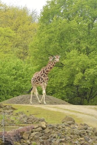 two-headed giraffe in the zoo photo