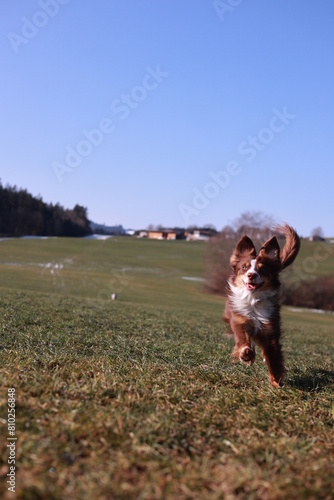 Miniature Australian Shepherd dog in red-tri color is running in a field