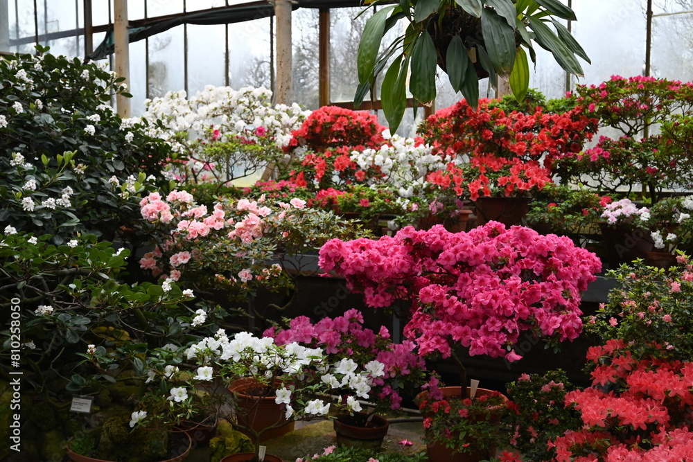 red and white flowers