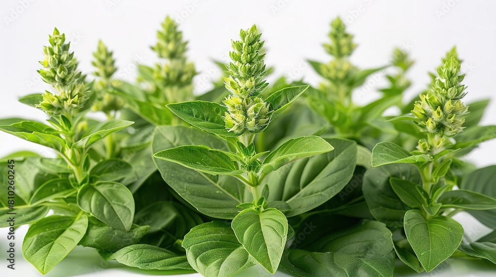 An up-close photograph of a green basil plant with budding flowers. The plant is in focus, with a blurred background.