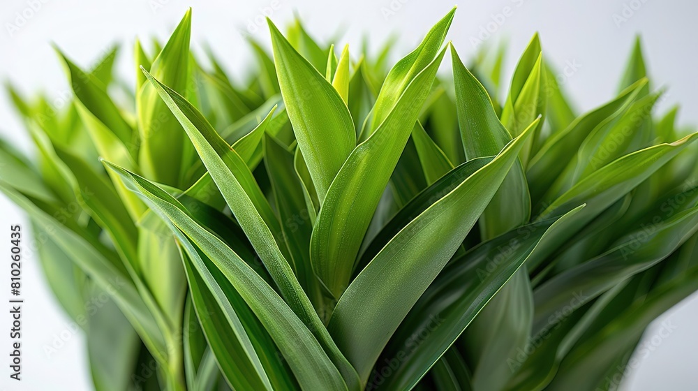 A beautiful photograph of a plant with long, green leaves A beautiful photograph of a plant with long, green leaves