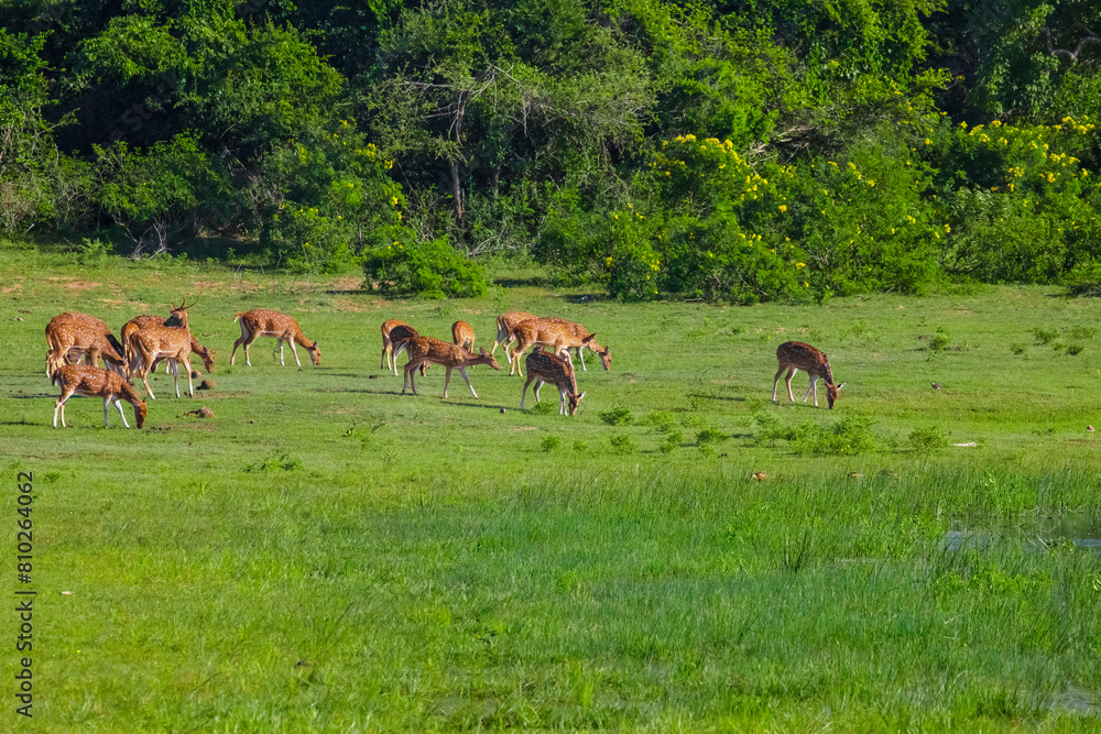 Sika or spotted deers herd in wood Sika or spotted deers herd in wood