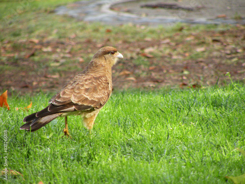 Chimango on the grass, also called Tiuque, native to South America