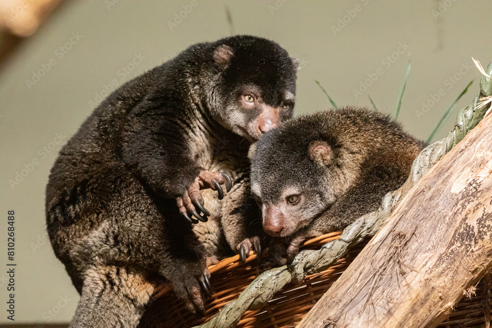 Fototapeta premium cute wild bear cuscus aulirops ursinus arboreal against blure background.