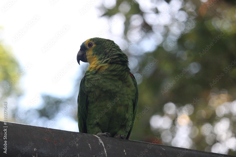 Obraz premium Blue fronted amazon inside a on Rio de Janeiro Zoo's aviary with other birds