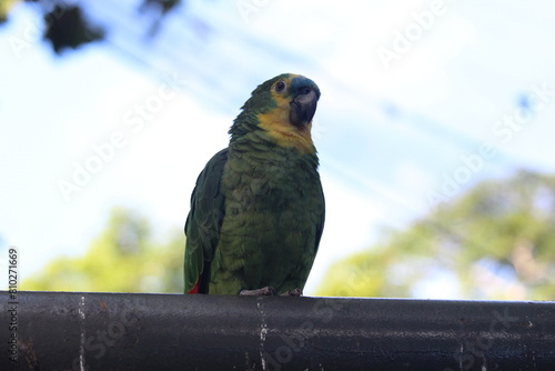 Blue fronted amazon inside a on Rio de Janeiro Zoo's aviary with other birds photo