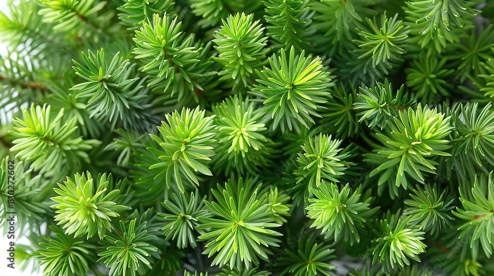 A close-up image of a pine tree's branches and needles, showing the intricate patterns and textures of the foliage A close-up image of a pine tree's branches and needles, showing the intricate patterns and textures of the foliage
