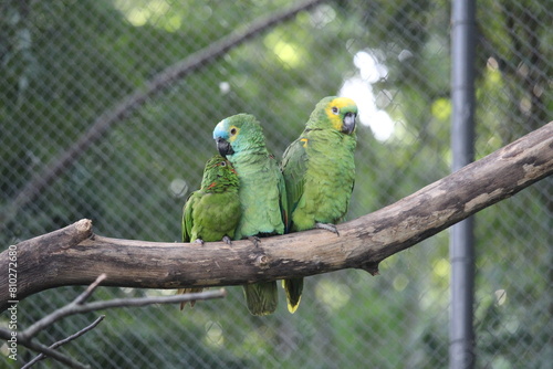 Blue fronted amazon inside a on Rio de Janeiro Zoo's aviary with other birds photo