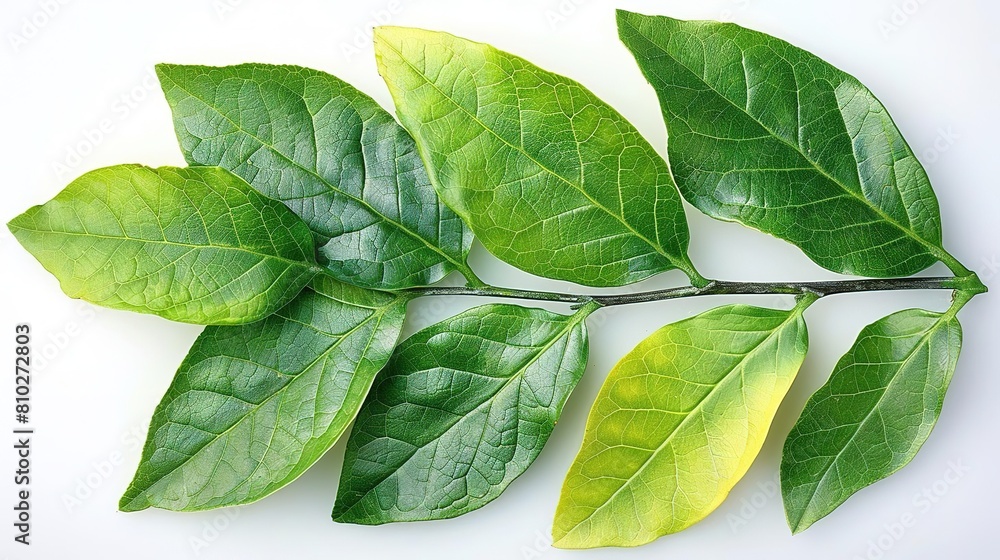 Obraz premium A branch of green leaves, with some leaves turning yellow.