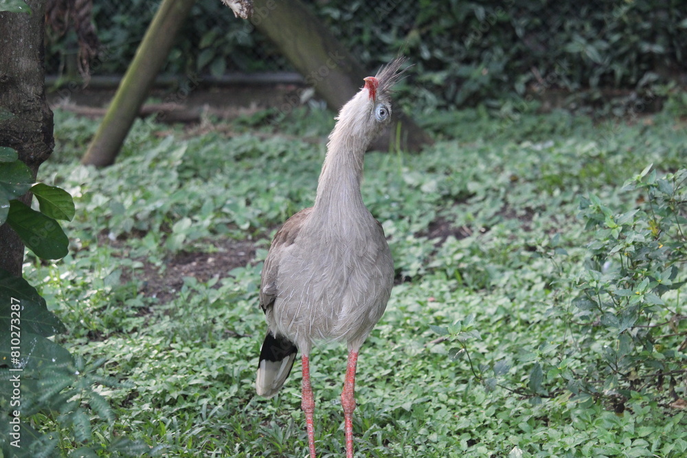 Fototapeta premium Red legged seriema inside a on Rio de Janeiro Zoo's aviary are
