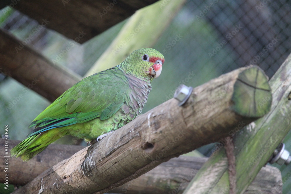 Vinaceous-breated amazon inside a on Rio de Janeiro Zoo's aviary with other birds Vinaceous-breated amazon inside a on Rio de Janeiro Zoo's aviary with other birds