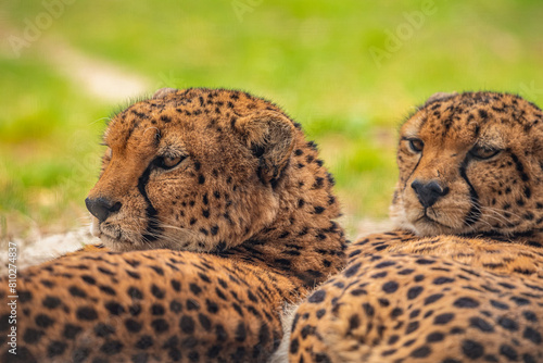 two cheetahs are resting nearby on the green grass, close up photo