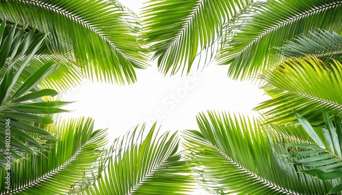 green palm leaves frame isolated on transparent background overlay texture with copy space in the middle