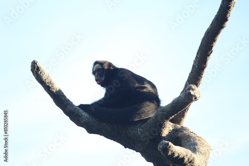 Brazilian spider monkey inside a on Rio de Janeiro Zoo's on a wooden play structure photo