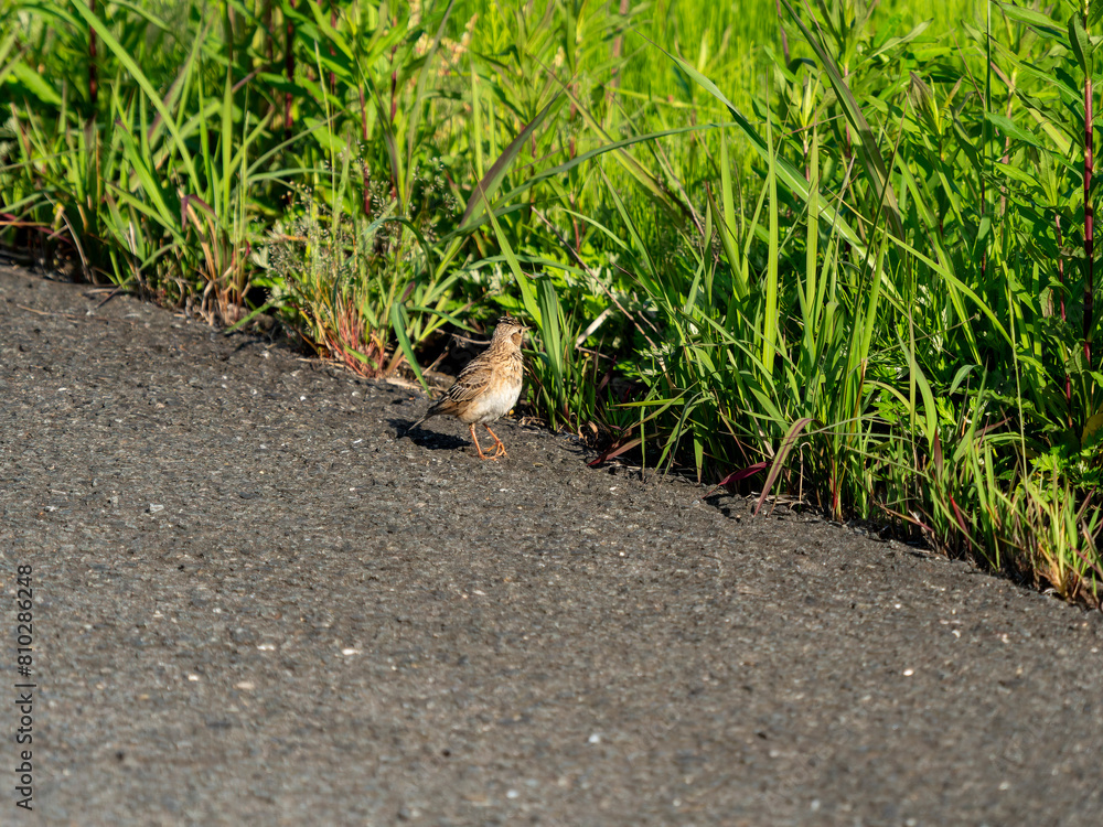 Obraz premium 八尾空港に住むヒバリ
