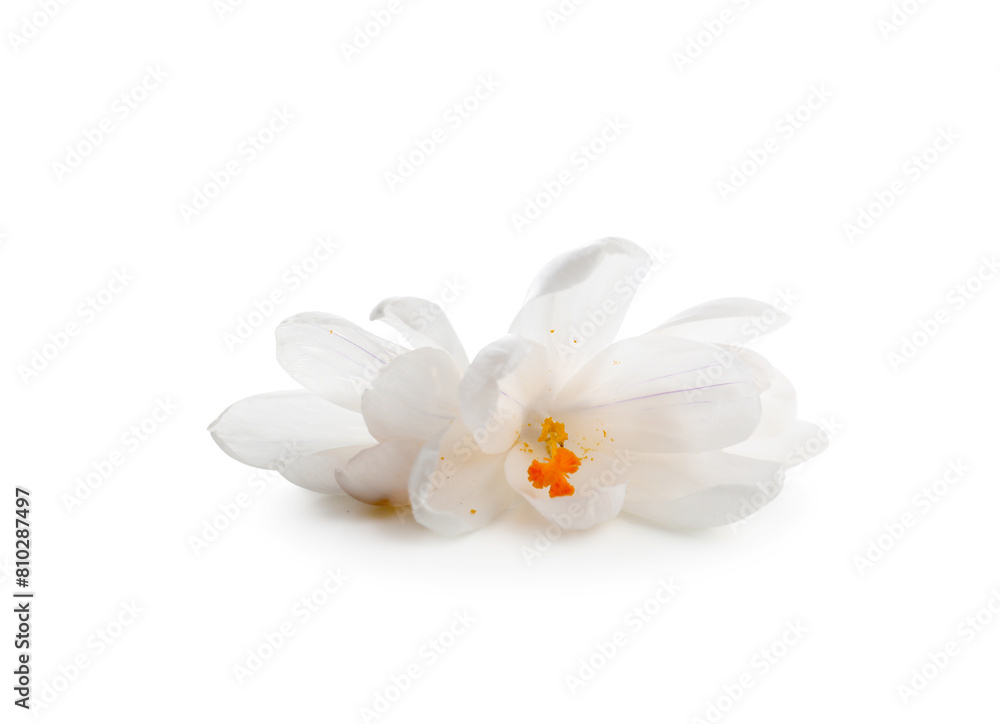 Beautiful crocus flowers on white background Beautiful crocus flowers on white background