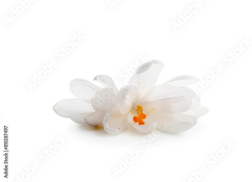 Beautiful crocus flowers on white background