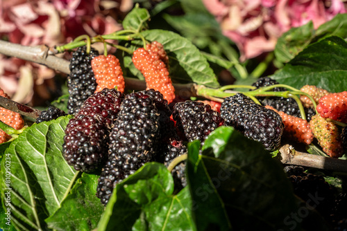 Fresh mulberry or murbei (Morus alba), with green leaves. The fruits of this type of fruit are sweet and slightly sour.