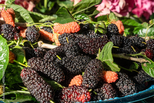 Fototapeta Naklejka Na Ścianę i Meble -  Fresh mulberry or murbei (Morus alba), with green leaves. The fruits of this type of fruit are sweet and slightly sour.