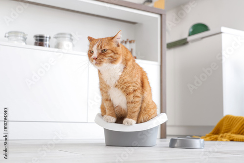 Cute cat on litter box at home